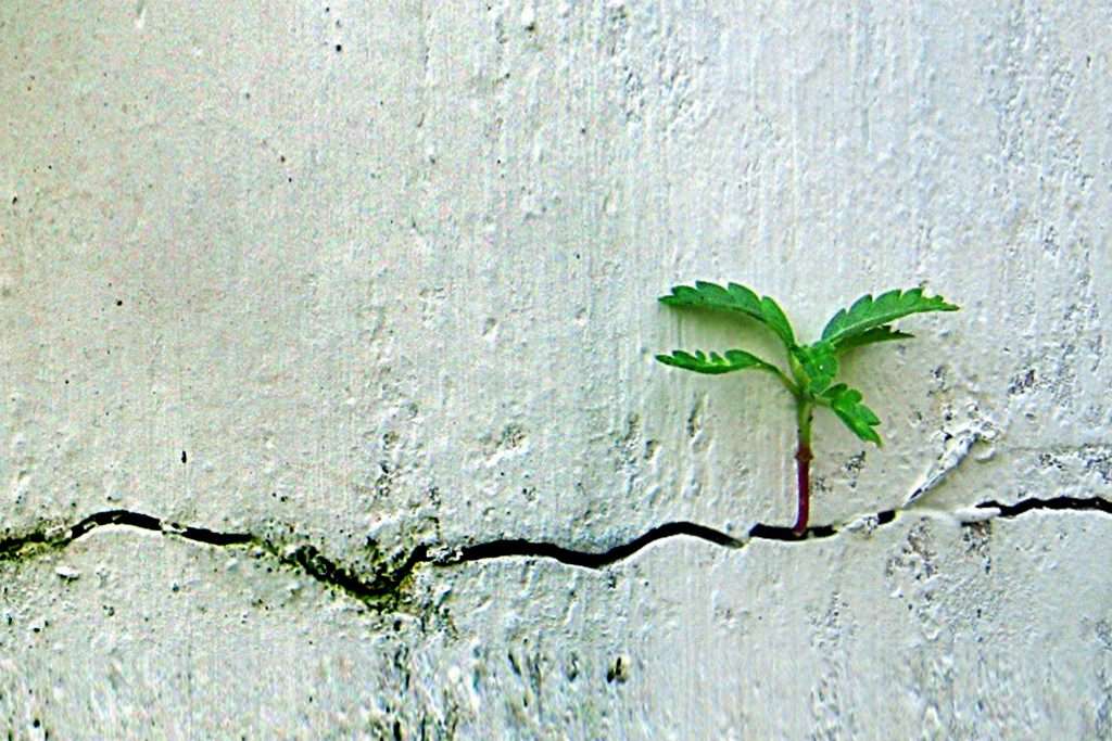 nature finds a way: plants growing in wall cracks